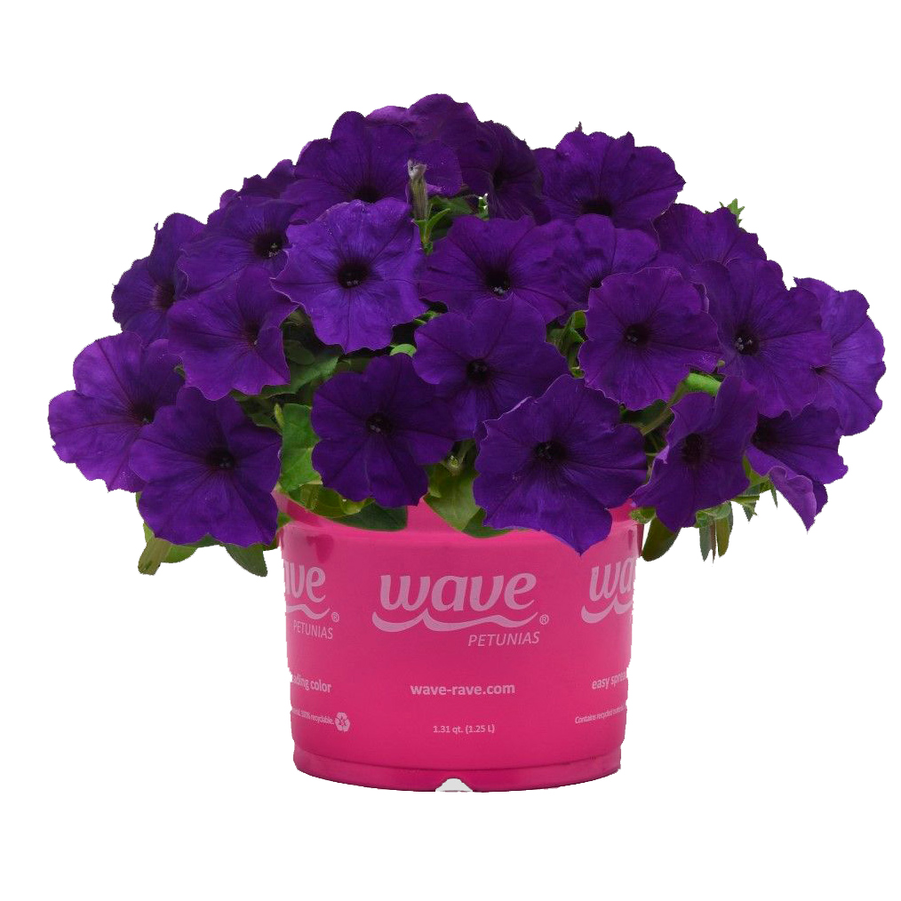 ������ ������ ������ SEEDSPOST ������� ��������� �3 ��� ���� (E3 Easy Wave) ��� F1, 5 ����� PanAmerican ������� ������   ����