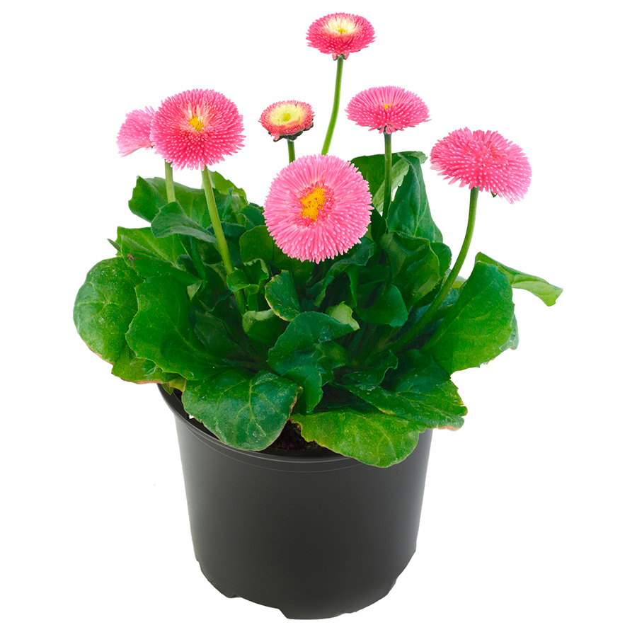 ������ ������ ������ SEEDSPOST ���������� ����������� ���������� ����, 10 ����� Benary ������� ������   ����