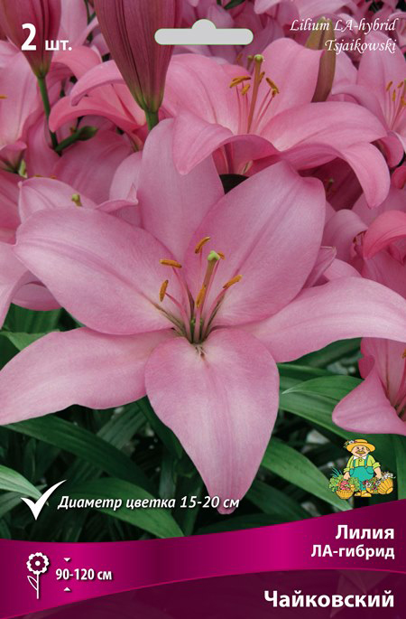 ������ ������ ���������� �������� ����� ��������� ����� ��-������ ����������, 2 ��.   ����