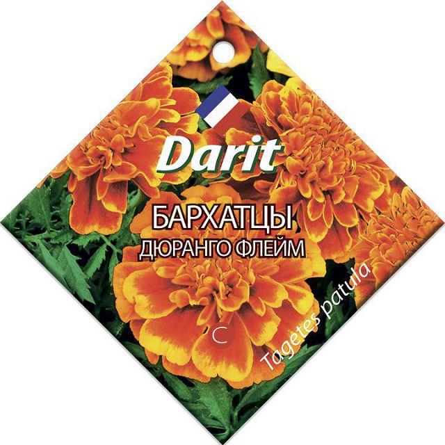 ������ ������ ������ �������� DARIT ������� ����� 10��   ����