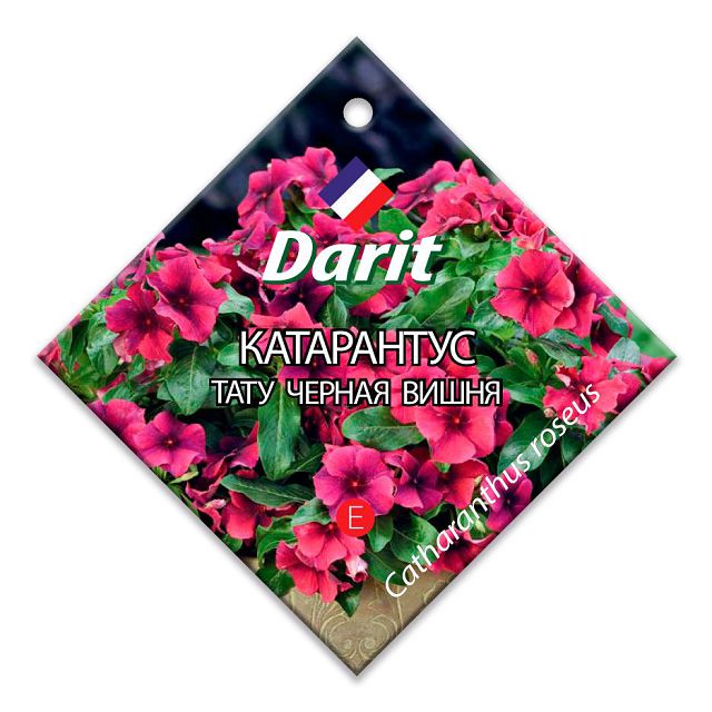 ������ ������ ������ ���������� ���� ������ ����� DARIT 5��   ����