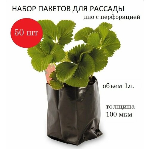 ������ ������ ����� ��� ������� 1�, ������� 100 ���, ������, 50��. ����