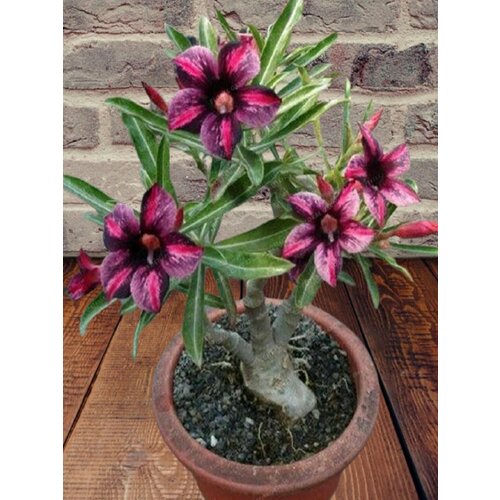 ������ ������ ������� Dark jade, ������ ������, ������ ����