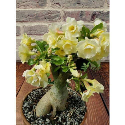 ������ ������ ������� ������� ���, ������ ����