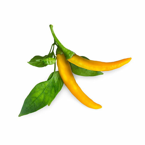  Click And Grow   Click And Grow Yellow Chili Pepper 3 .    Click And Grow      -     , -,   