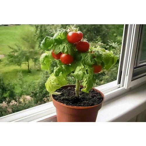 ������ ������ ������ ���� ������ ������� ����