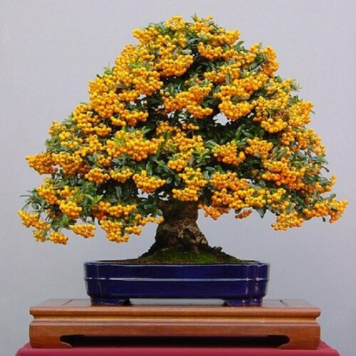 ������ ������ ��������� ������, ������ ����