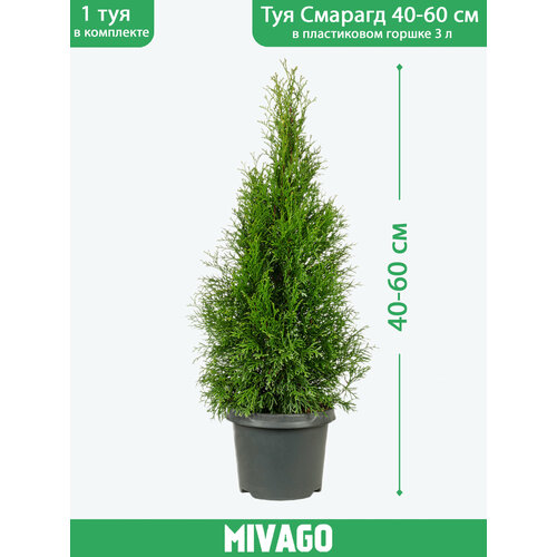 ������ ������ ��� �������� ������� C3, ������ 40-60 ��, ������� ������ 19 ��, ������� ����