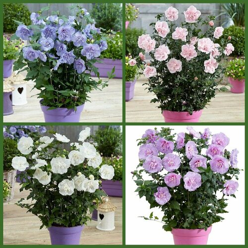 ������ ������ �������� �������� ���� ������, ������ ����