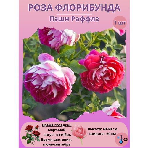 ������ ������ ���� ���������� ���� ������, ����������� ����� ��� ���� ����