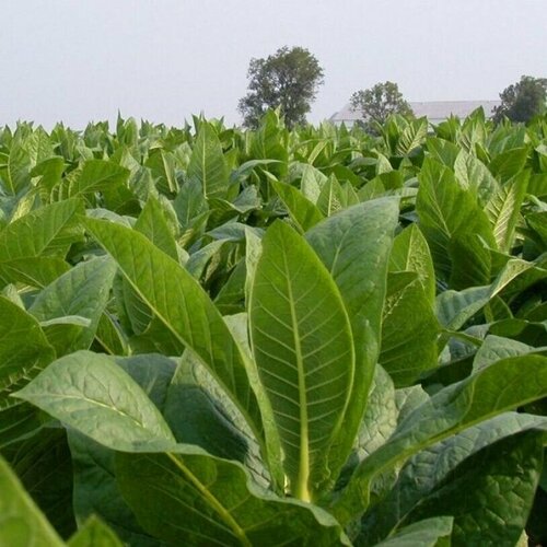 ������ ������ (������) ����� 