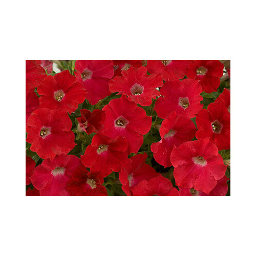 ������ ������ ������ ������� ������� �������� 8�� ��� 25�� (������) ����