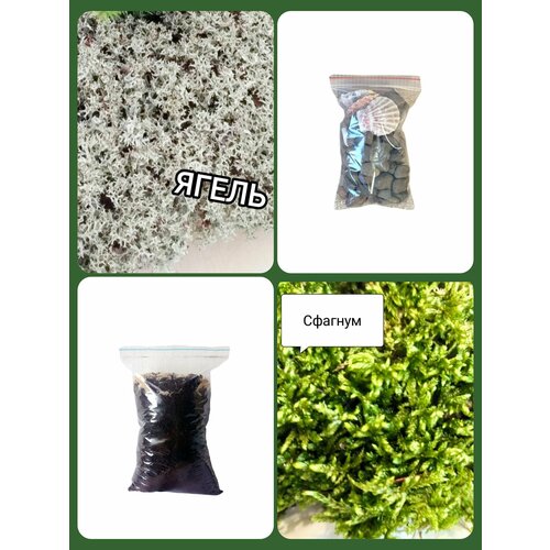 ������ ������ ����� 