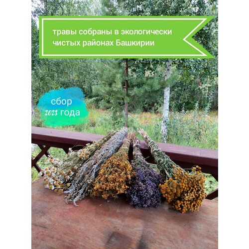 ������ ������ ����� ��� ���� ����