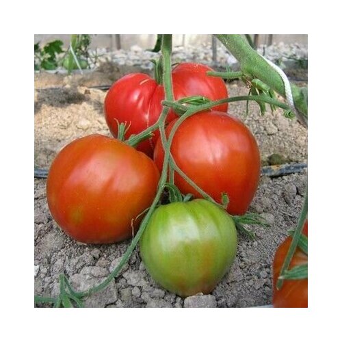 ������ ������ ������������� ������ ������ ����������� ������ ����