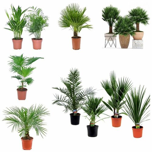 ������ ������ ������ ���� ������, ������ ����