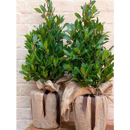 ������ ������ ���� ���������, ������ ����