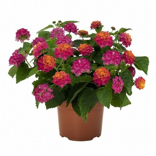 ������ ������ �������, ������ ����