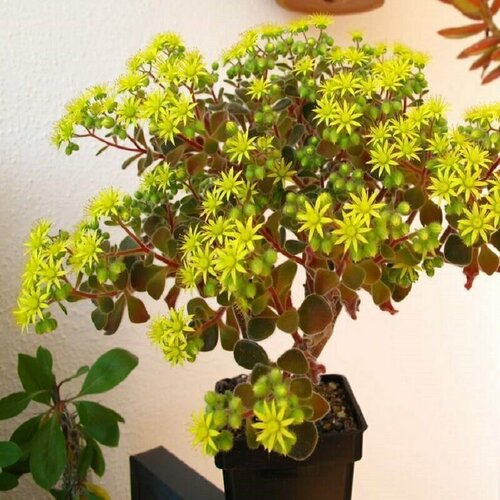 ������ ������ ��������, ������ �����, ������ ����