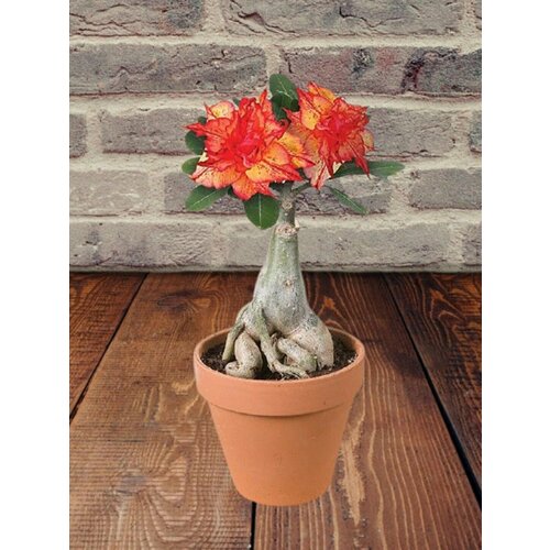 ������ ������ ������� Golden Carrot, ���������� �������, ������ ����