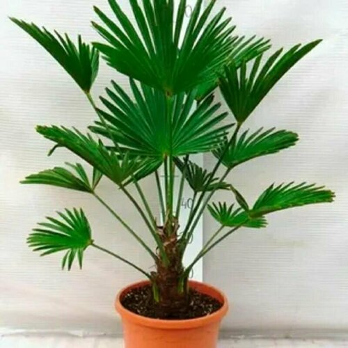 ������ ������ �����������, ������ ���������, ������ ����