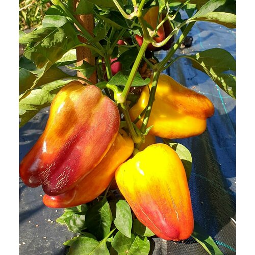 ������ ������ ������ ����� ������� ������ (Blot) / Seeds And Goods / � �������� zip-lock ��� ���������� 15 ����� ����