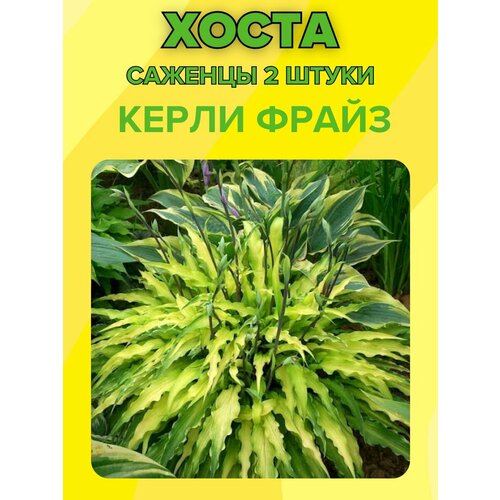 ������ ������ �����, ������� 2 ����� ����