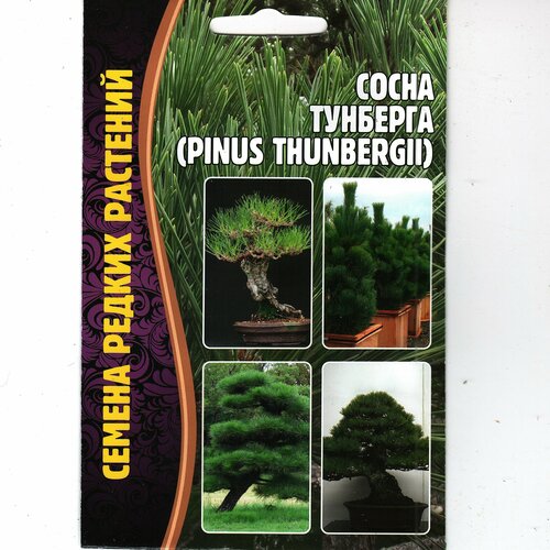 ������ ������ ����� �������� /pinus thunbergii, ������, �������� ��� ������( 1 �� : 10 ����� ) ����