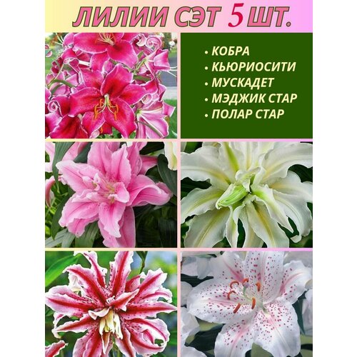 ������ ������ ����� ���������, ��������, ��� �� 5 ���� ����