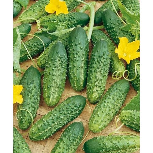 ������ ������ ������������� ������ ������ F1 ������ ������ ����