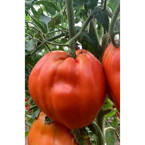 ������ ������ ������������� ������ ������ Ҹ����� ����