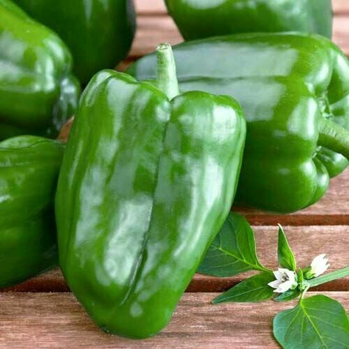 ������ ������ ������������� ������ ����� �������� ������� ���� ����