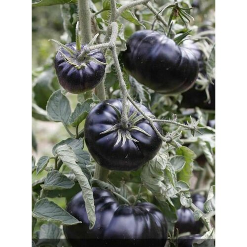 ������ ������ ������������� ������ ������ ׸���� �������� ����