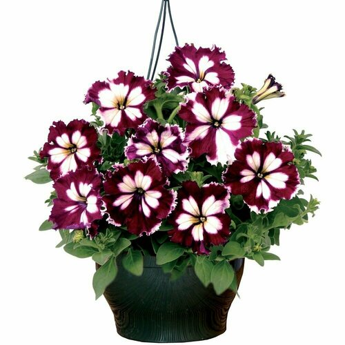 ������ ������ ������� ��������������� F1 ��� ��� ������� ��������, ������������� ������� � ������������ �������������, ��� ������������� ����������, 10 ����� ����