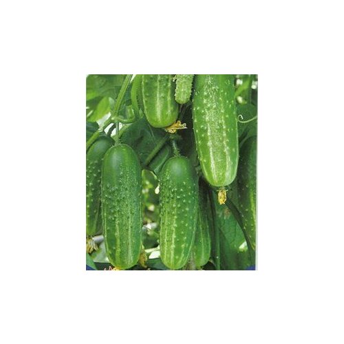 ������ ������ ������������� ������ ������ ������� F1 ����