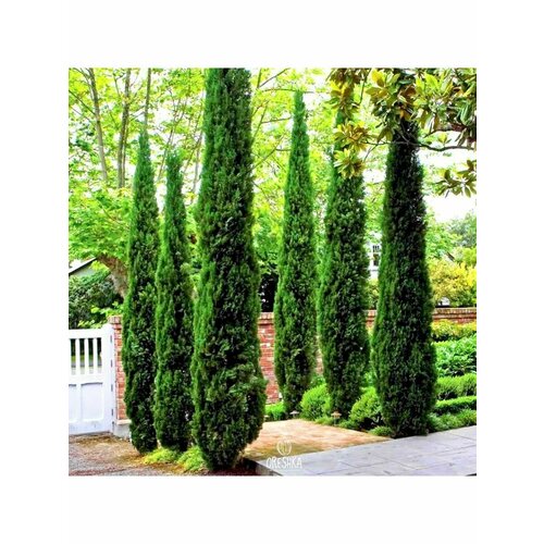 ������ ������ ������, ������� ������������� ����