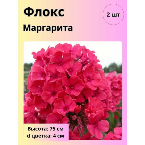 ������ ������ ������ ��������� ����������� ����� ��� ���� ����