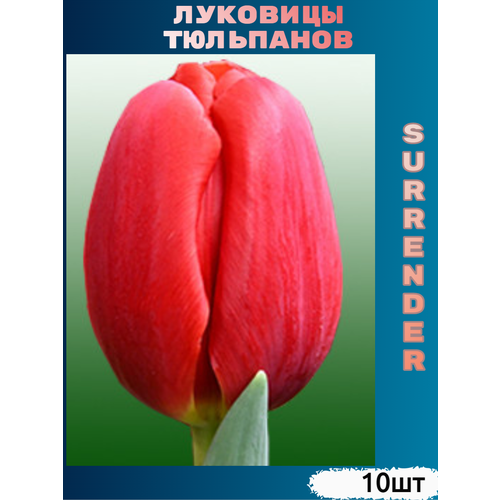 ������ ������ �������� �������� Surrender ( 10 ��) ����