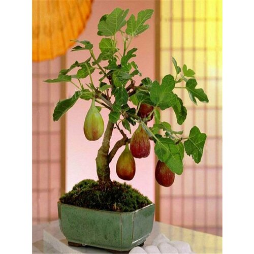 ������ ������ ����� ���������, ������ ����