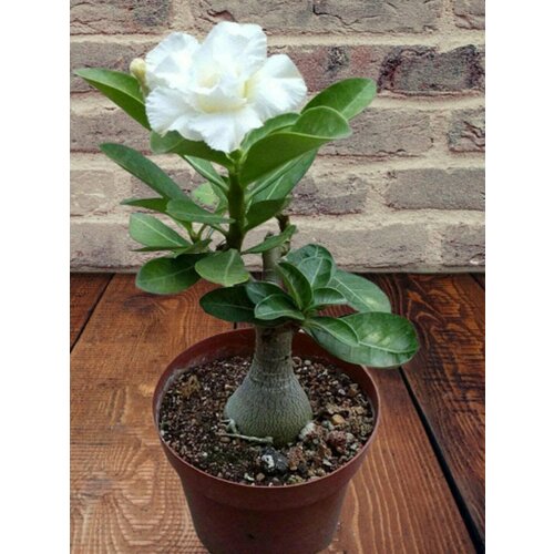 ������ ������ ������� White rose, ����� ����, ������ ����