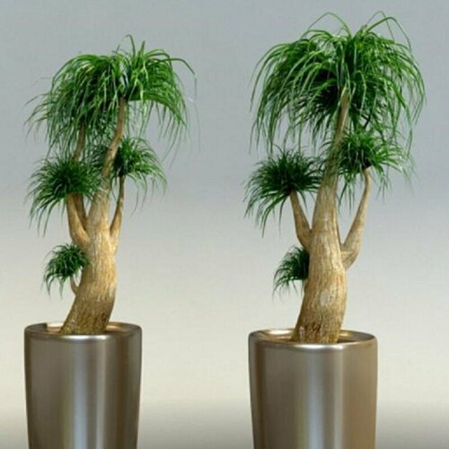 ������ ������ ������, ��������, ���������� ������, ������ ����