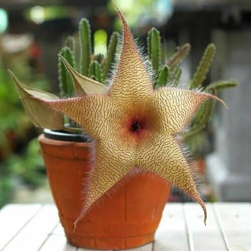 ������ ������ �������� ����������, Stapelia Gigantea, ����������, ������ ����