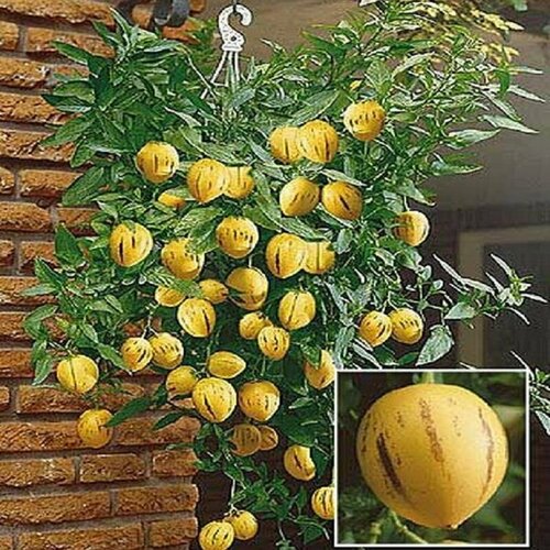 ������ ������ ��������, ������ �����, ������ ����