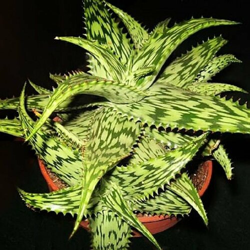 ������ ������ ���� �������, ���� Harlana, ������ ����