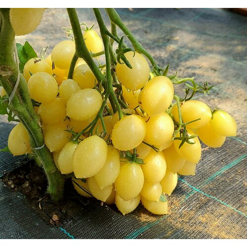 ������ ������ ������ ����� ���������� ����� ����� (Berry Crazy Cherry) / Seeds And Goods / � �������� zip-lock ��� ���������� 15 ����� ����