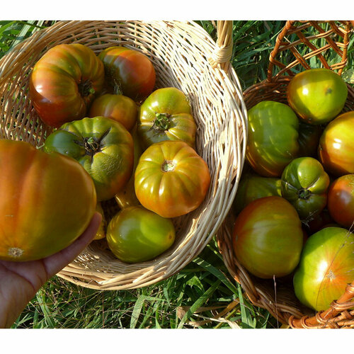       (. Solanum lycopersicum) 10 