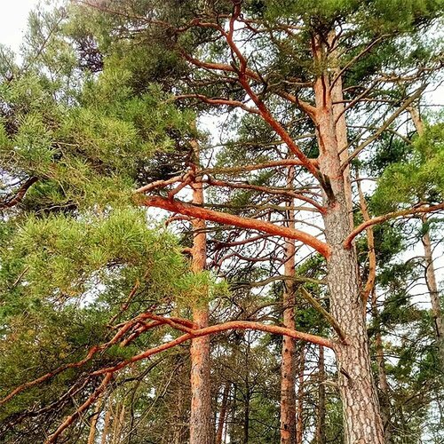 ������ ������ ����� ������������ �������, ������, 50 �� ����