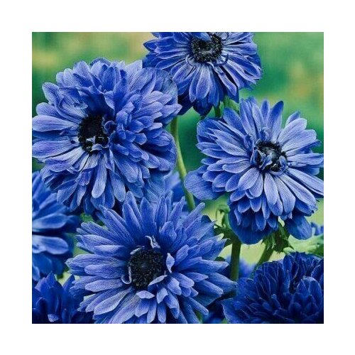 ������ ������ ������� ������� �. �. 8+ ���� ��������� 9 ��. ����