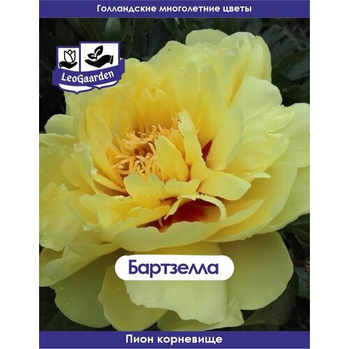 ������ ������ ���� ���������, ���������, 1�� (��) ����