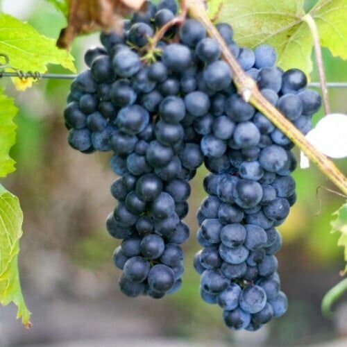 ������ ������ �������� ����� ������ (2 ��) ����